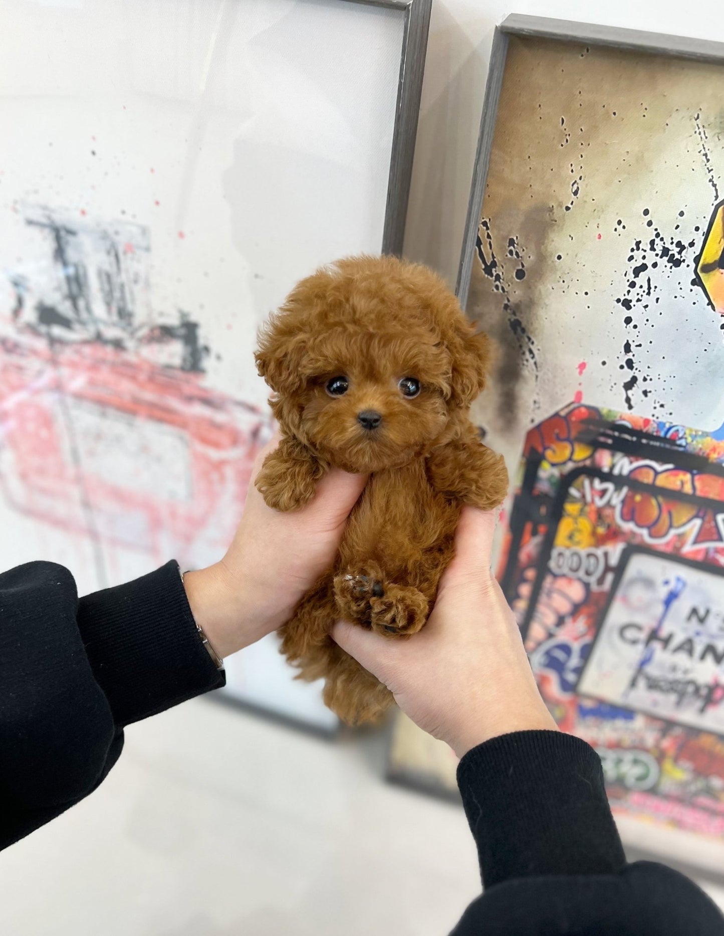 Poodle - Popo(Female) - Beautiful puppy teacup puppy with adorable features available for adoption from Velydog