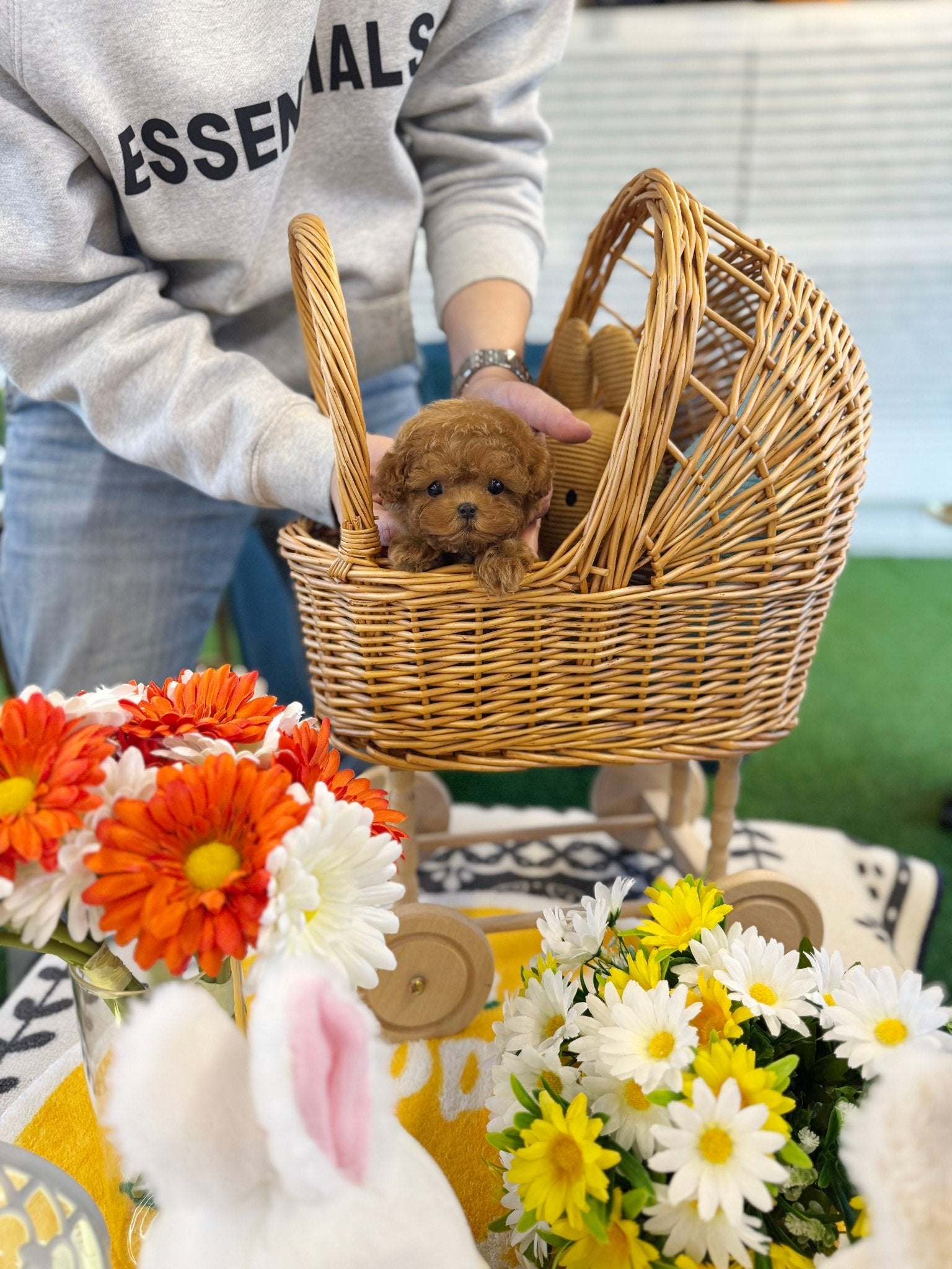 Poodle - Poti(Female) - Beautiful puppy teacup puppy with adorable features available for adoption from Velydog