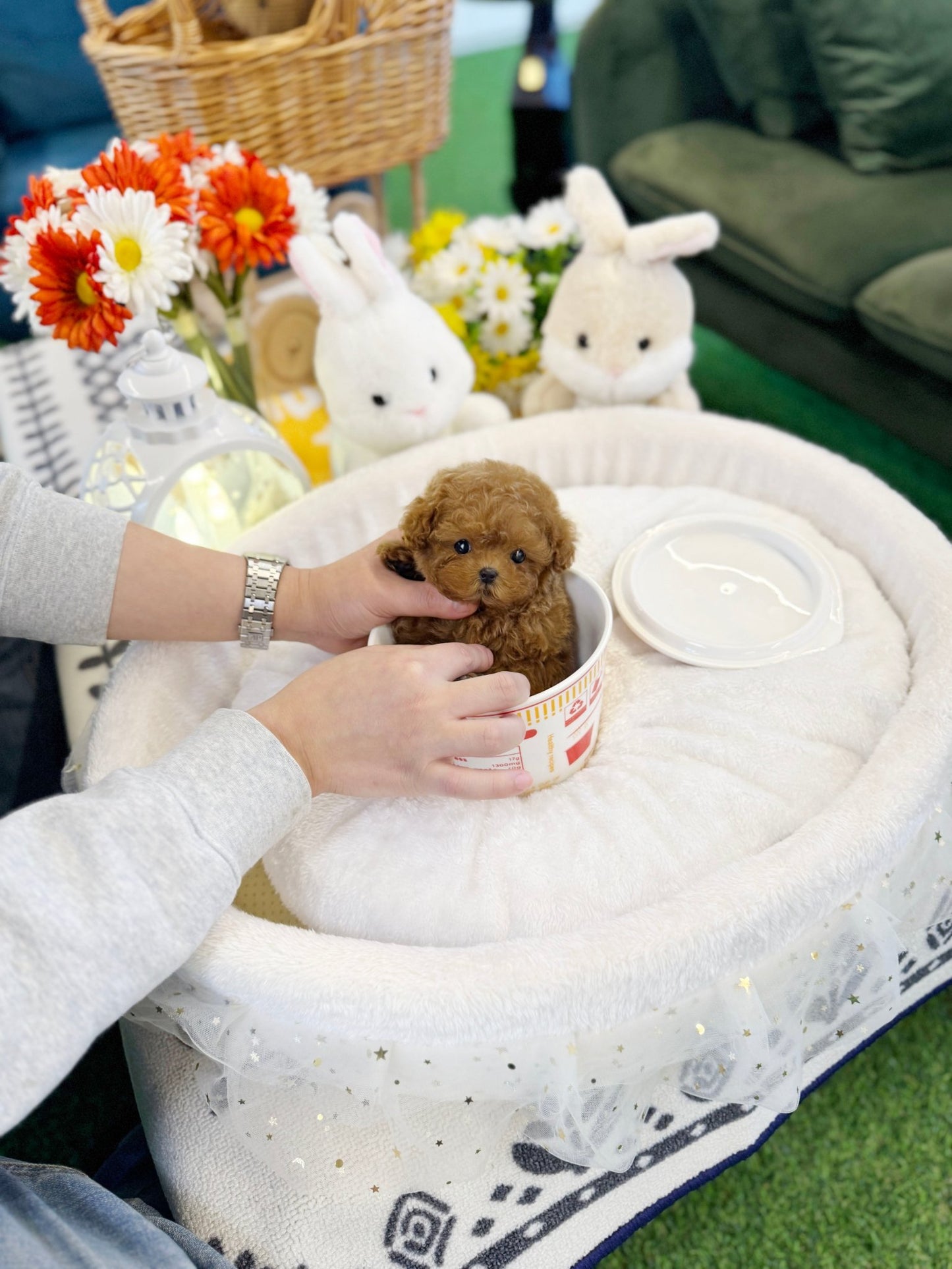 Poodle - Poti(Female) - Beautiful puppy teacup puppy with adorable features available for adoption from Velydog