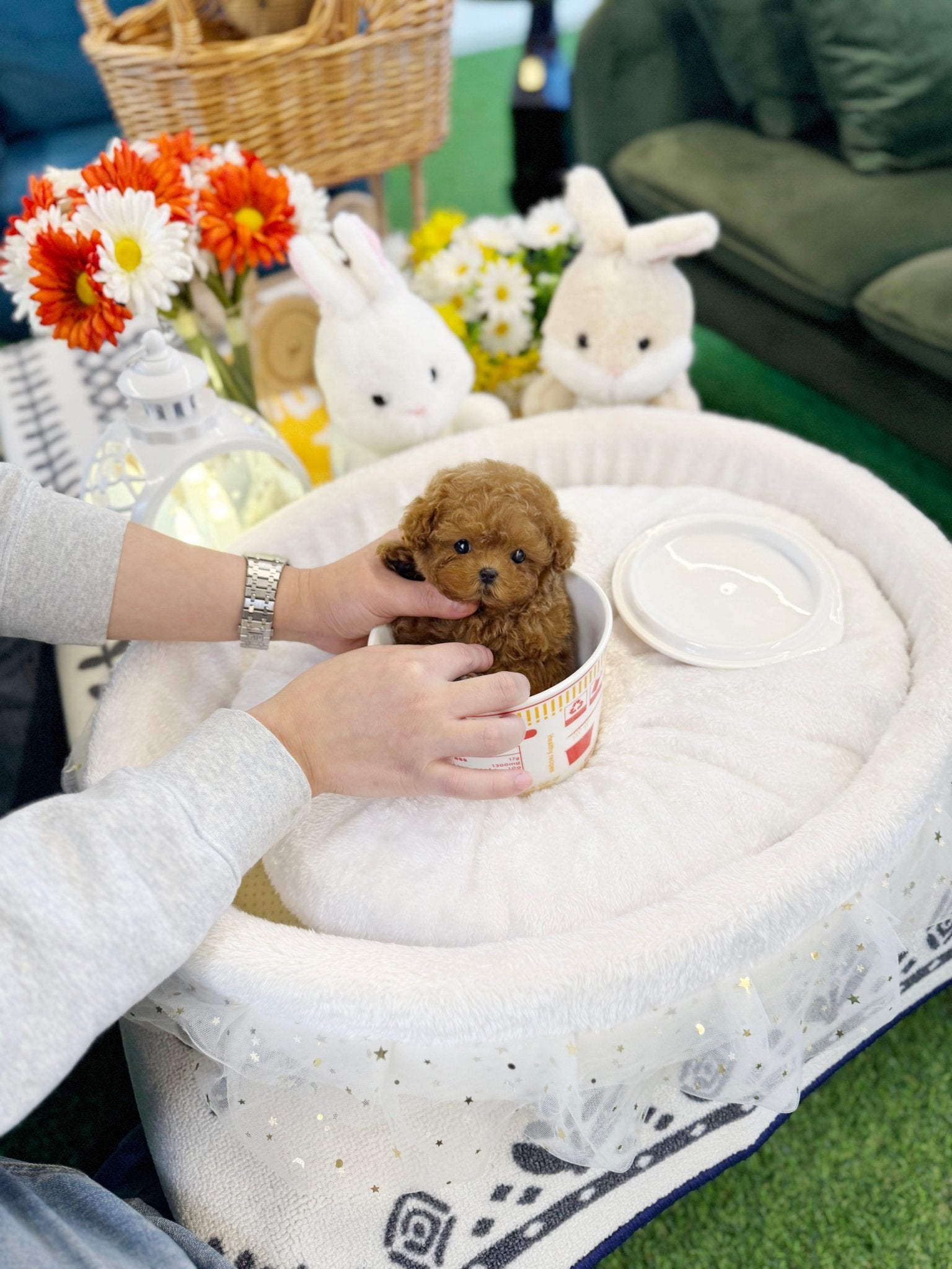 Poodle - Poti(Female) - Beautiful puppy teacup puppy with adorable features available for adoption from Velydog
