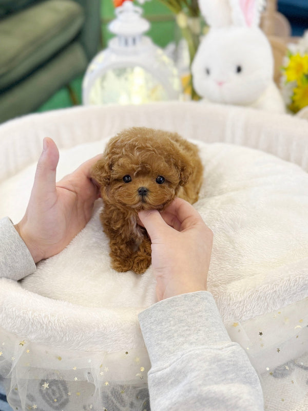 Poodle - Poti(Female) - Beautiful puppy teacup puppy with adorable features available for adoption from Velydog