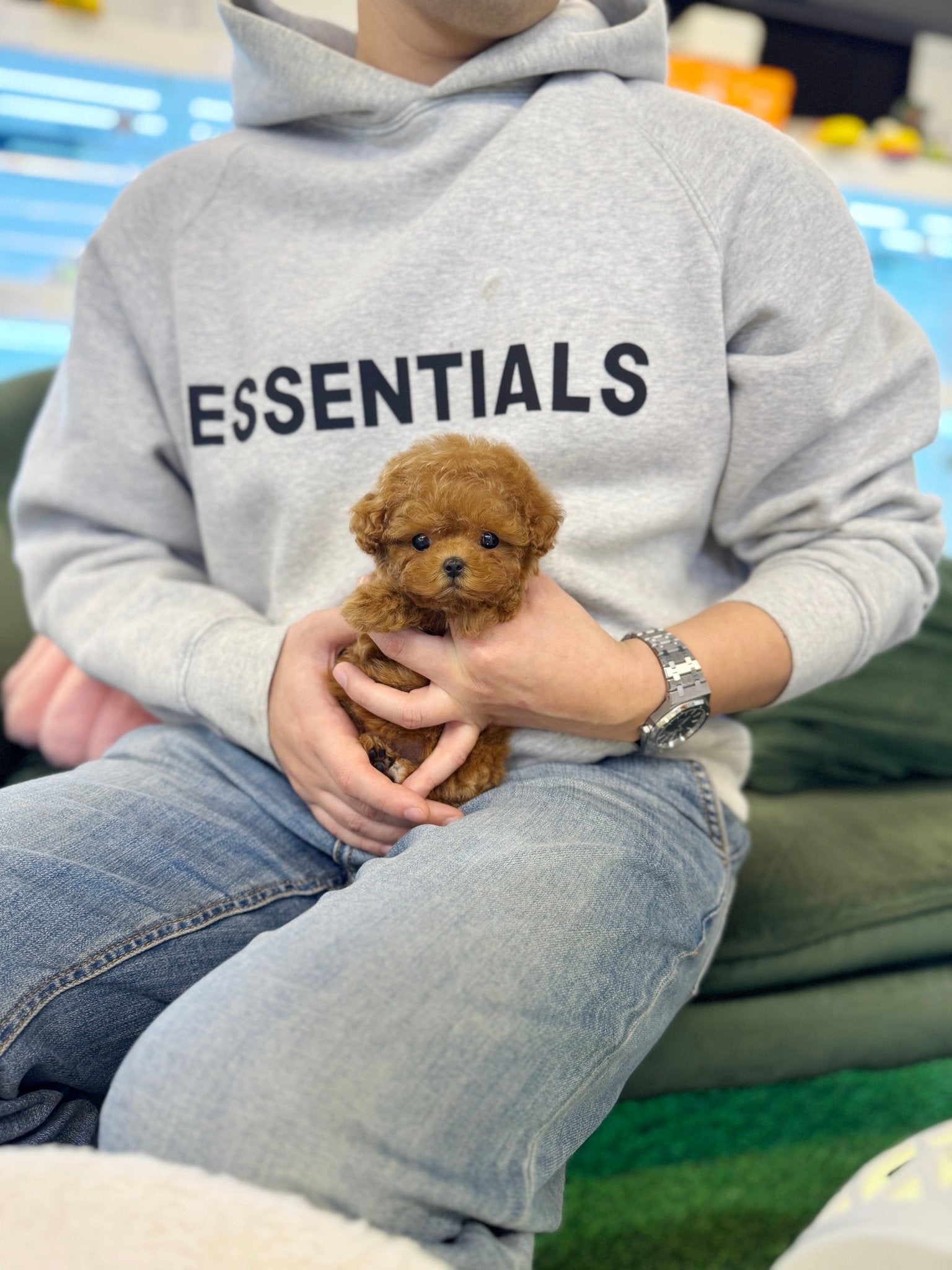 Poodle - Poti(Female) - Beautiful puppy teacup puppy with adorable features available for adoption from Velydog
