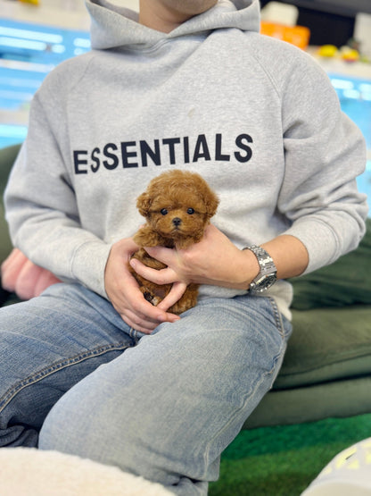 Poodle - Poti(Female) - Beautiful puppy teacup puppy with adorable features available for adoption from Velydog