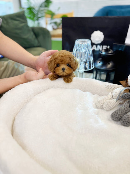 Poodle - Prada(Female)) - Beautiful puppy teacup puppy with adorable features available for adoption from Velydog