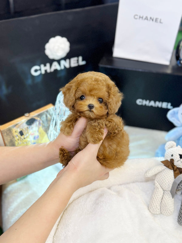 Poodle - Prada(Female)) - Beautiful puppy teacup puppy with adorable features available for adoption from Velydog