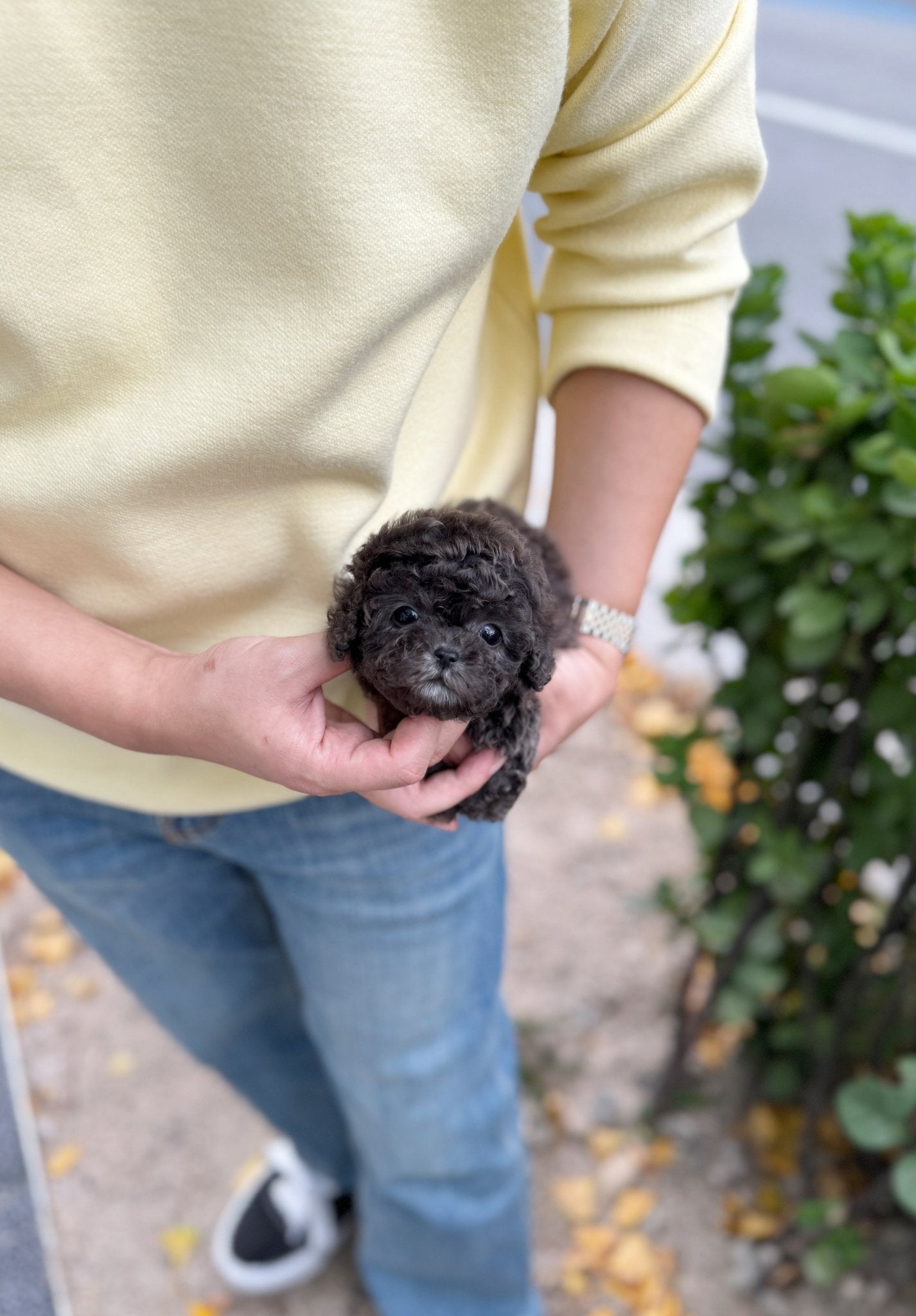 Poodle - Purin(Female) - Beautiful puppy teacup puppy with adorable features available for adoption from Velydog