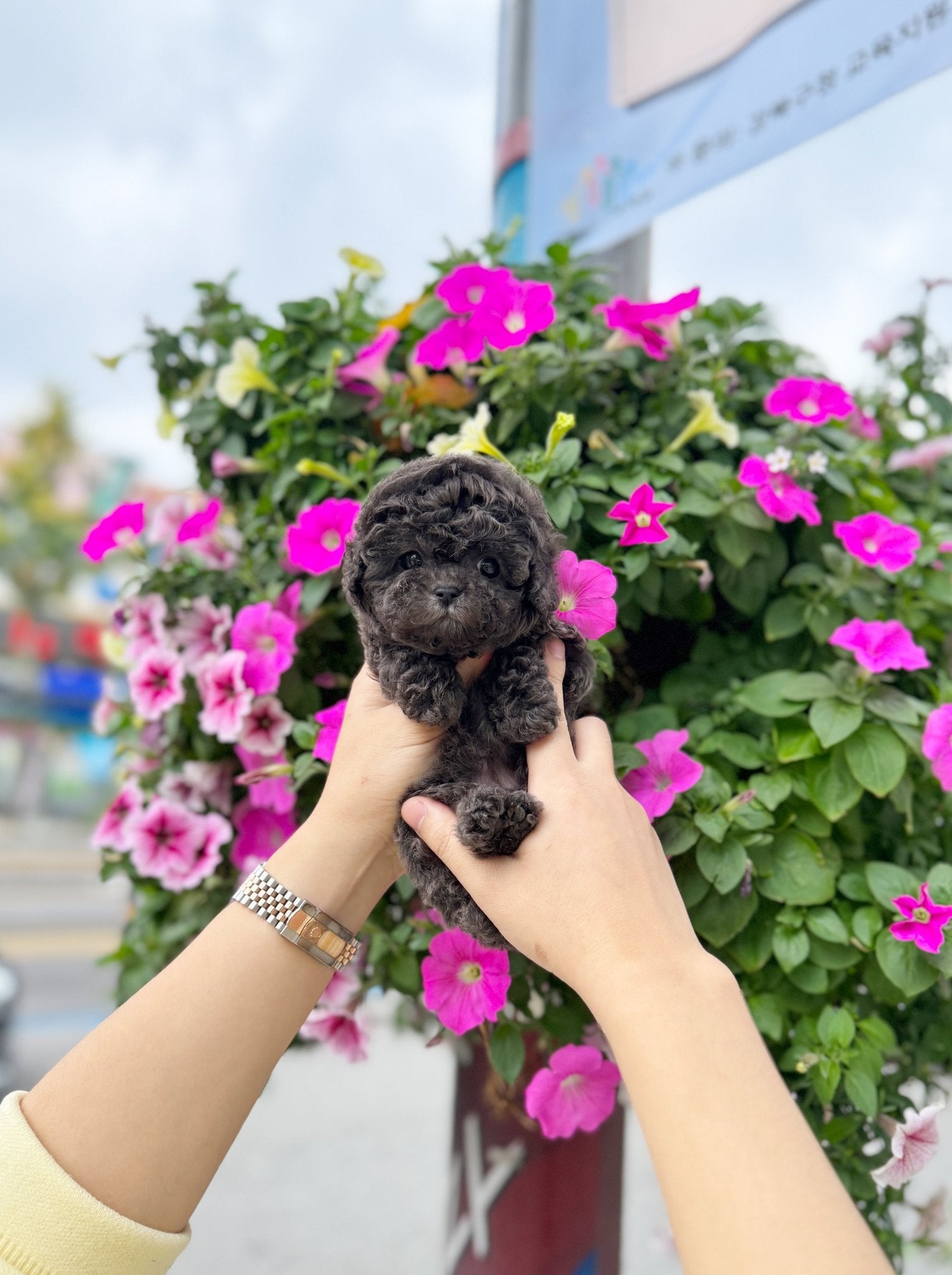 Poodle - Purin(Female) - Beautiful puppy teacup puppy with adorable features available for adoption from Velydog