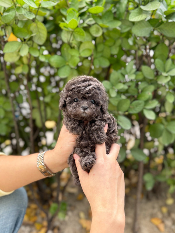 Poodle - Purin(Female) - Beautiful puppy teacup puppy with adorable features available for adoption from Velydog