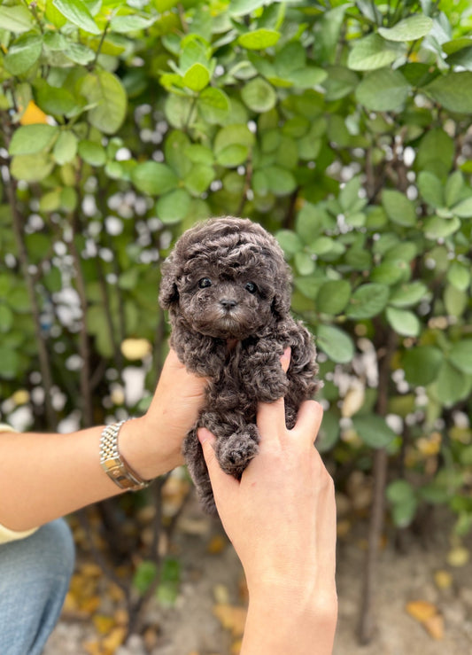 Poodle - Purin(Female) - Beautiful puppy teacup puppy with adorable features available for adoption from Velydog