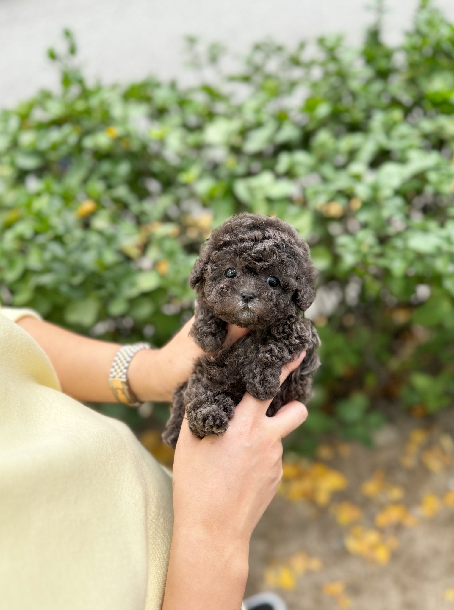 Poodle - Purin(Female) - Beautiful puppy teacup puppy with adorable features available for adoption from Velydog