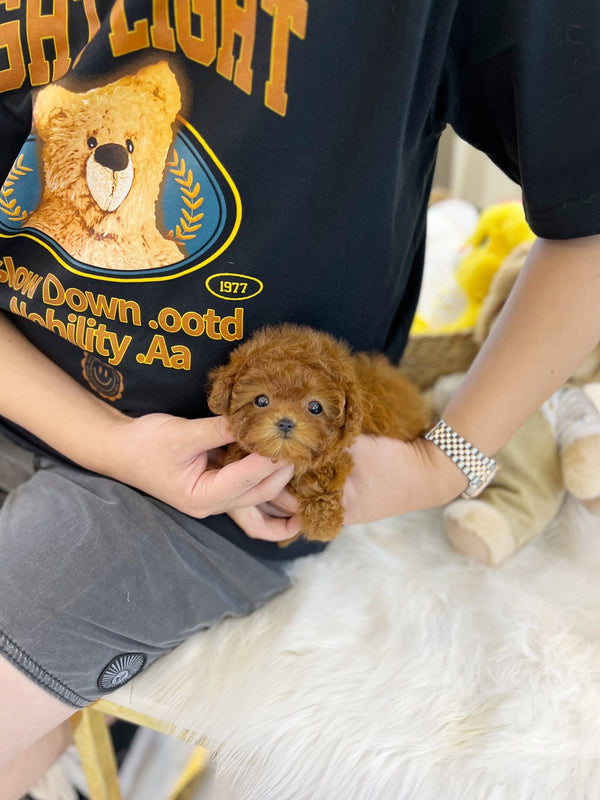 Poodle - Raina(Female) - Beautiful puppy teacup puppy with adorable features available for adoption from Velydog