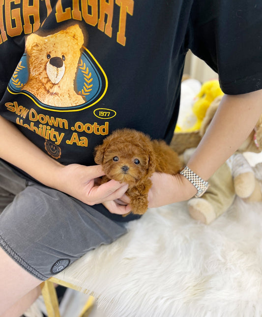 Poodle - Raina(Female) - Beautiful puppy teacup puppy with adorable features available for adoption from Velydog