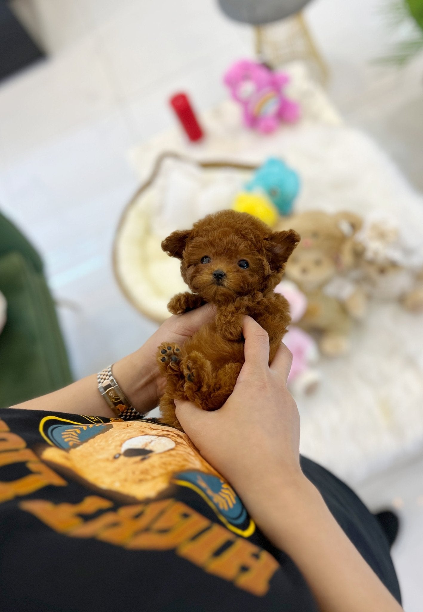 Poodle - Raina(Female) - Beautiful puppy teacup puppy with adorable features available for adoption from Velydog