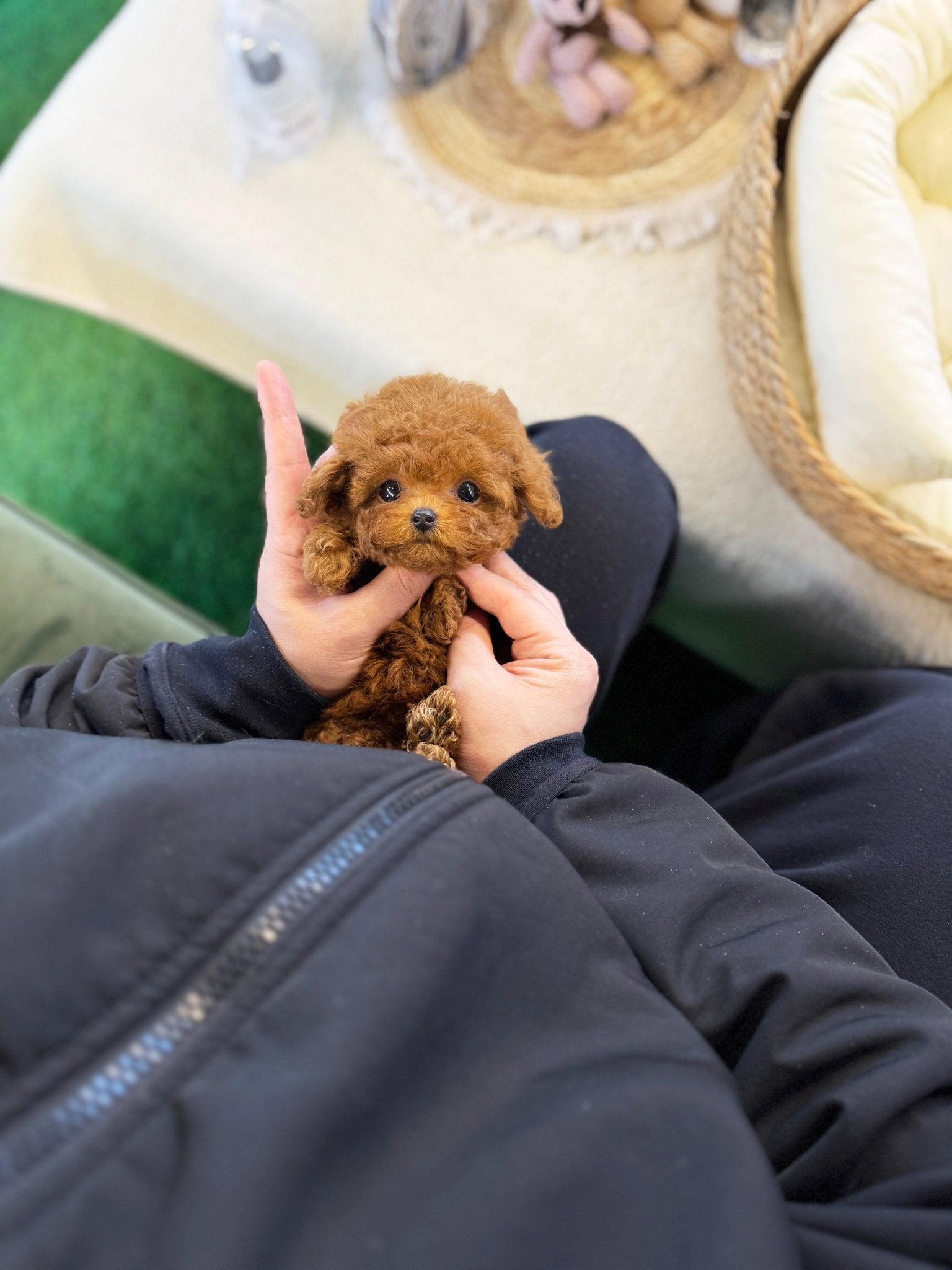 Poodle - Raison(Male) - Beautiful puppy teacup puppy with adorable features available for adoption from Velydog