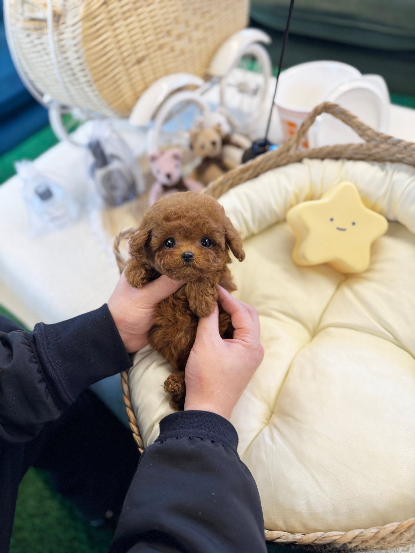 Poodle - Raison(Male) - Beautiful puppy teacup puppy with adorable features available for adoption from Velydog