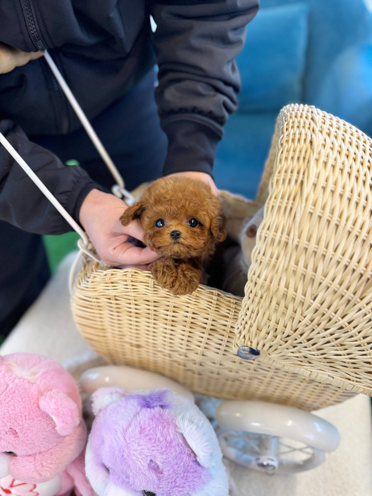 Poodle - Raison(Male) - Beautiful puppy teacup puppy with adorable features available for adoption from Velydog