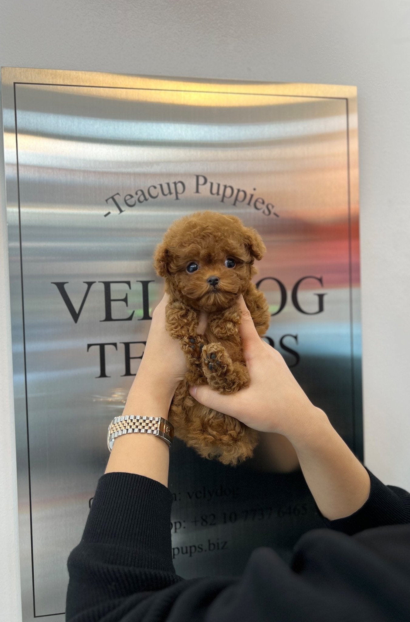 Poodle - Ray(Female) - Beautiful puppy teacup puppy with adorable features available for adoption from Velydog