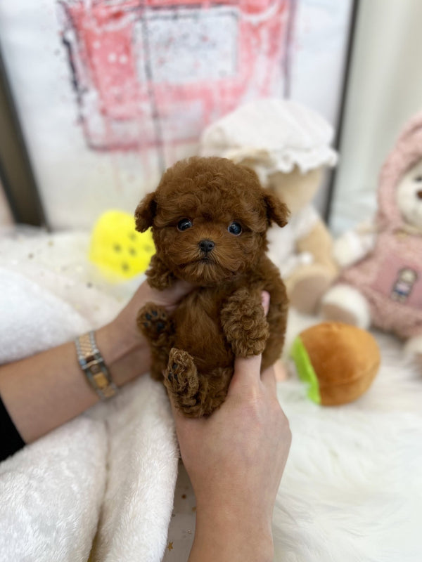 Poodle - Ray(Female) - Beautiful puppy teacup puppy with adorable features available for adoption from Velydog