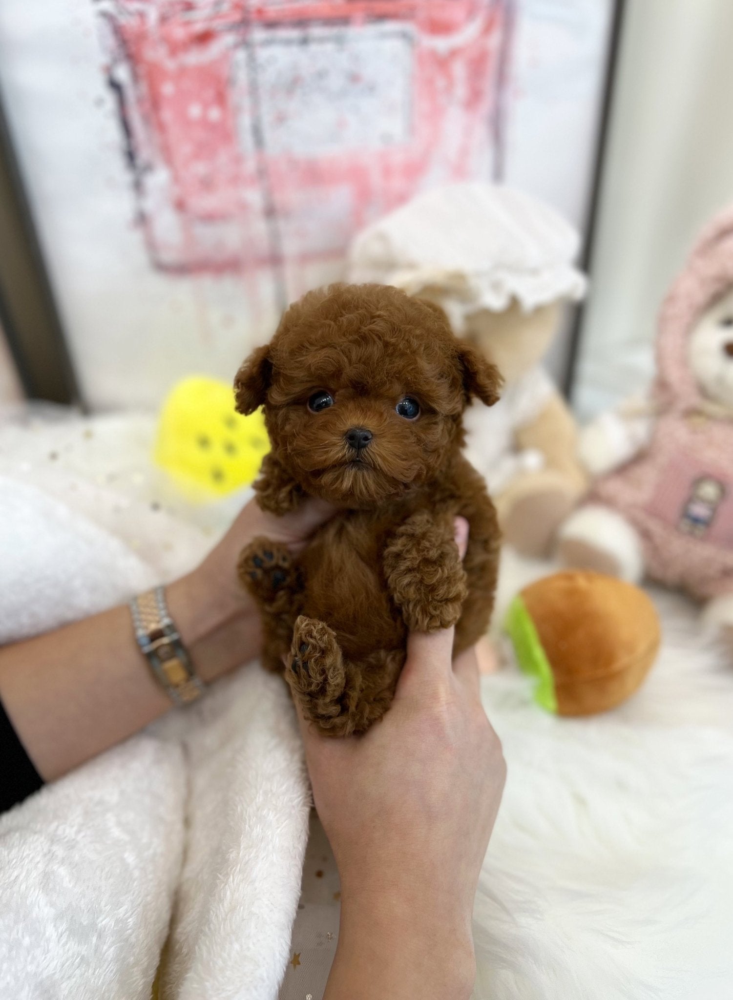 Poodle - Ray(Female) - Beautiful puppy teacup puppy with adorable features available for adoption from Velydog