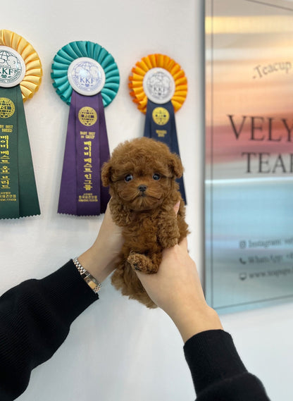 Poodle - Ray(Female) - Beautiful puppy teacup puppy with adorable features available for adoption from Velydog