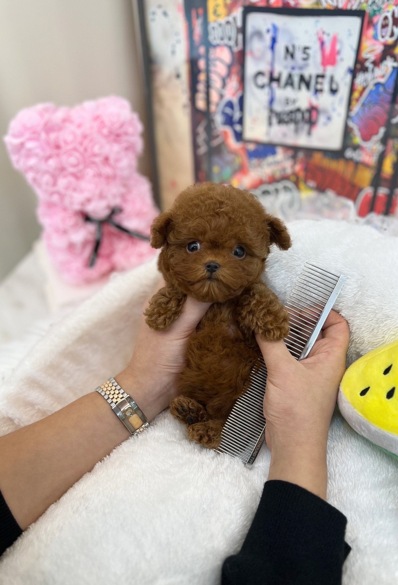 Poodle - Ray(Female) - Beautiful puppy teacup puppy with adorable features available for adoption from Velydog