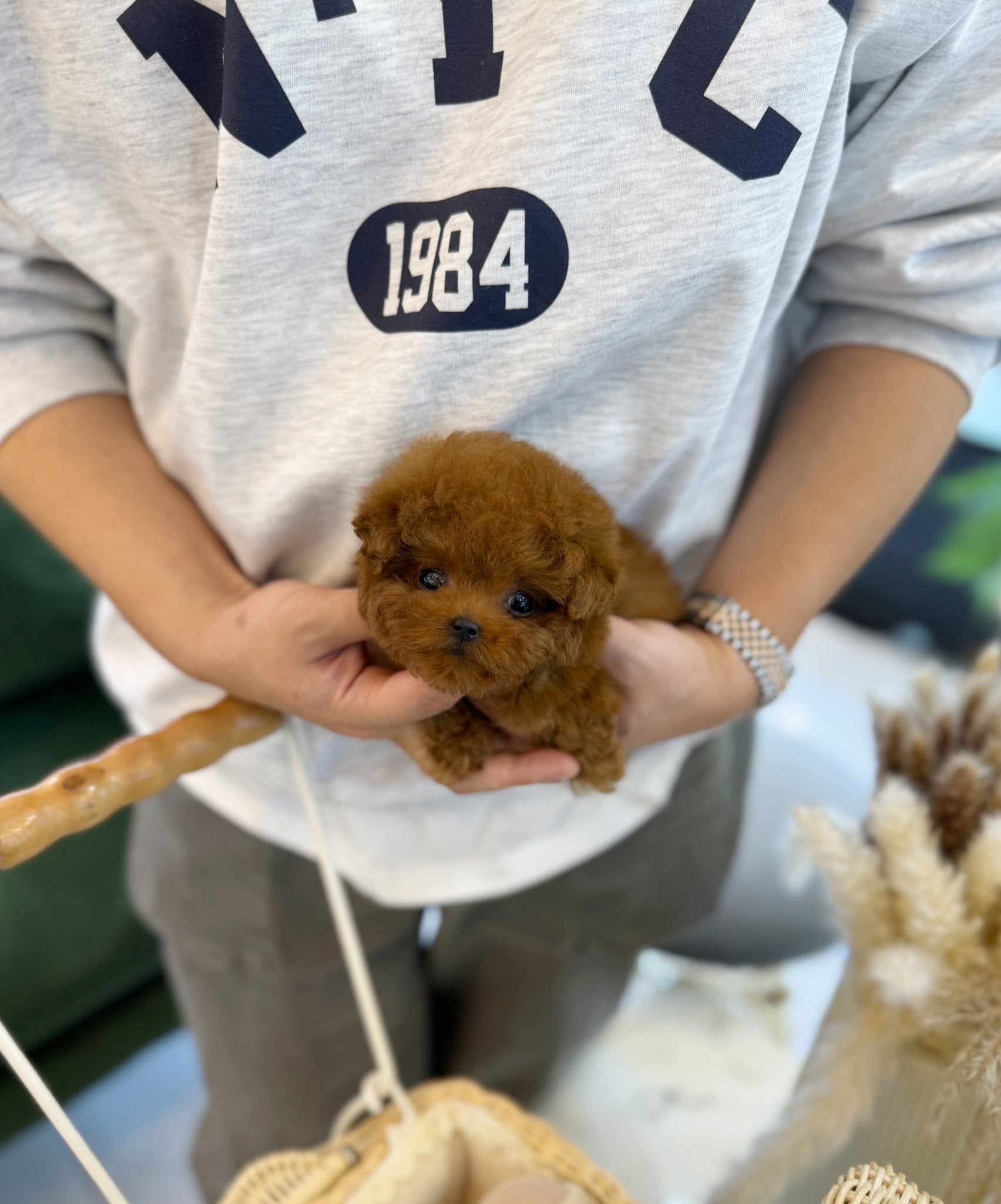 Poodle - Rika(Female) - Beautiful puppy teacup puppy with adorable features available for adoption from Velydog