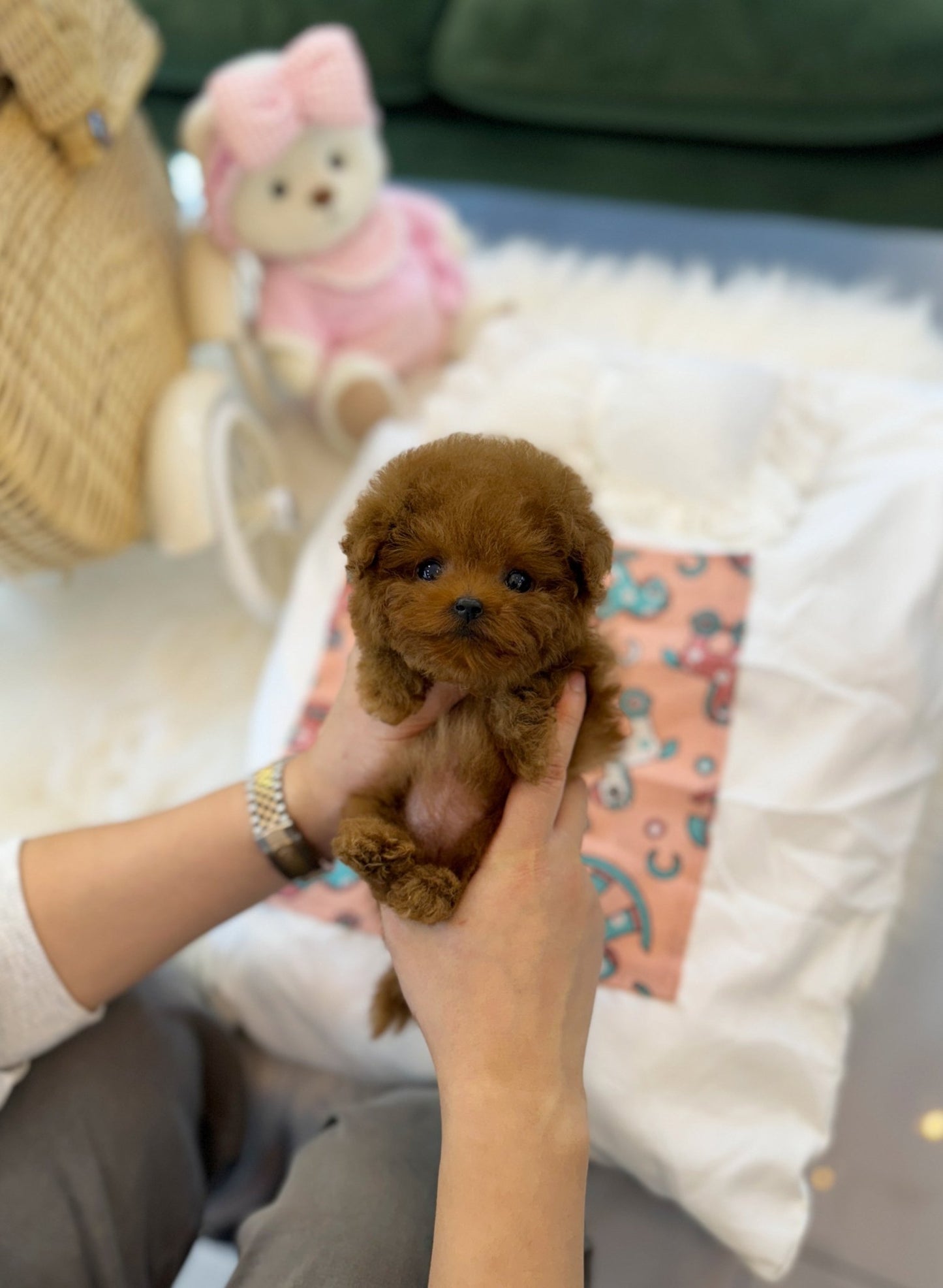 Poodle - Rika(Female) - Beautiful puppy teacup puppy with adorable features available for adoption from Velydog