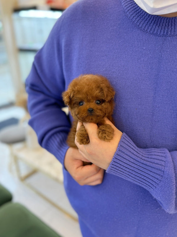 Poodle - Rika(Female) - Beautiful puppy teacup puppy with adorable features available for adoption from Velydog