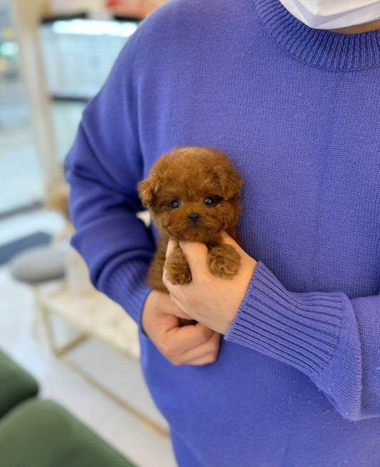 Poodle - Rika(Female) - Beautiful puppy teacup puppy with adorable features available for adoption from Velydog