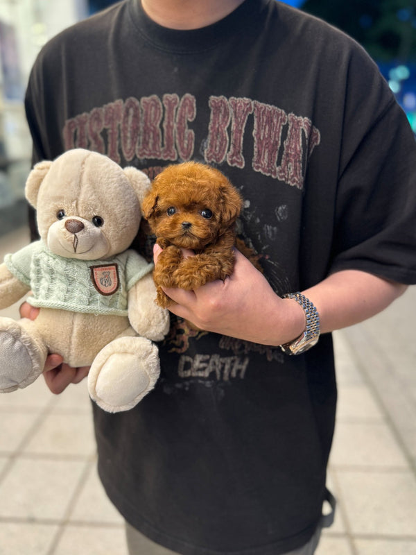 Poodle - Rocky(Male) - Beautiful puppy teacup puppy with adorable features available for adoption from Velydog