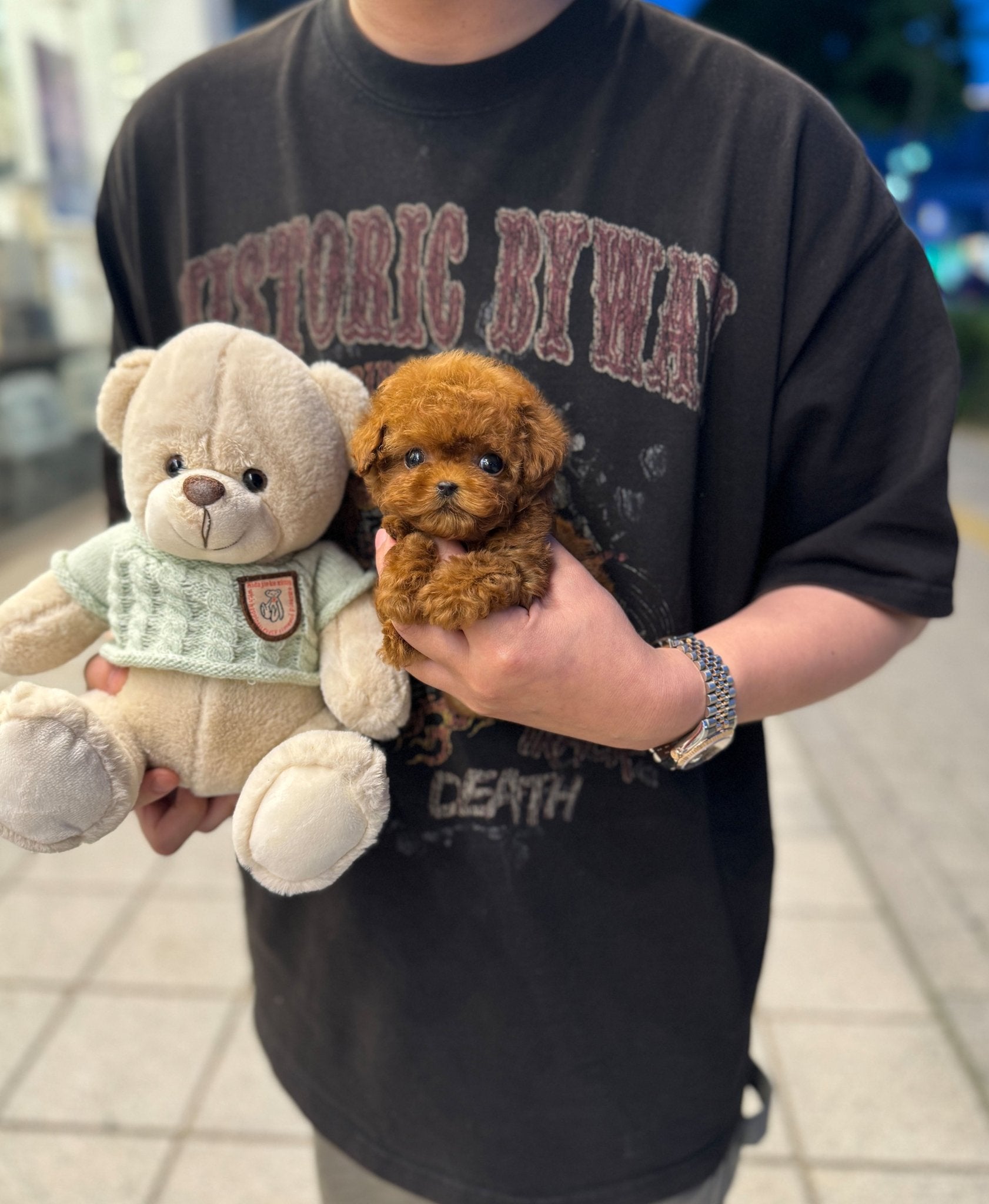 Poodle - Rocky(Male) - Beautiful puppy teacup puppy with adorable features available for adoption from Velydog