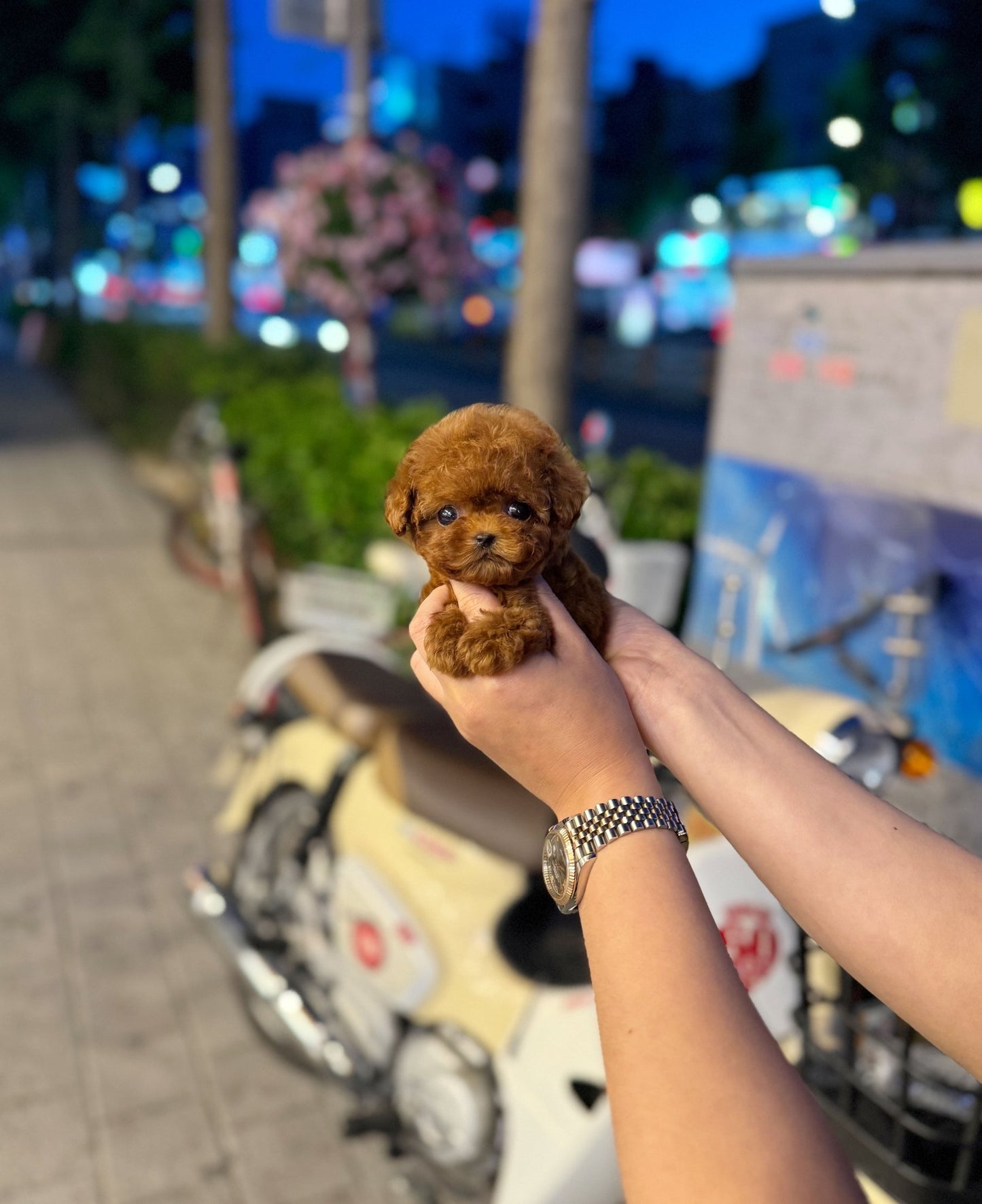 Poodle - Rocky(Male) - Beautiful puppy teacup puppy with adorable features available for adoption from Velydog