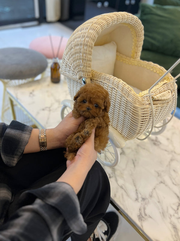 Poodle - Rolly(Female) - Beautiful puppy teacup puppy with adorable features available for adoption from Velydog
