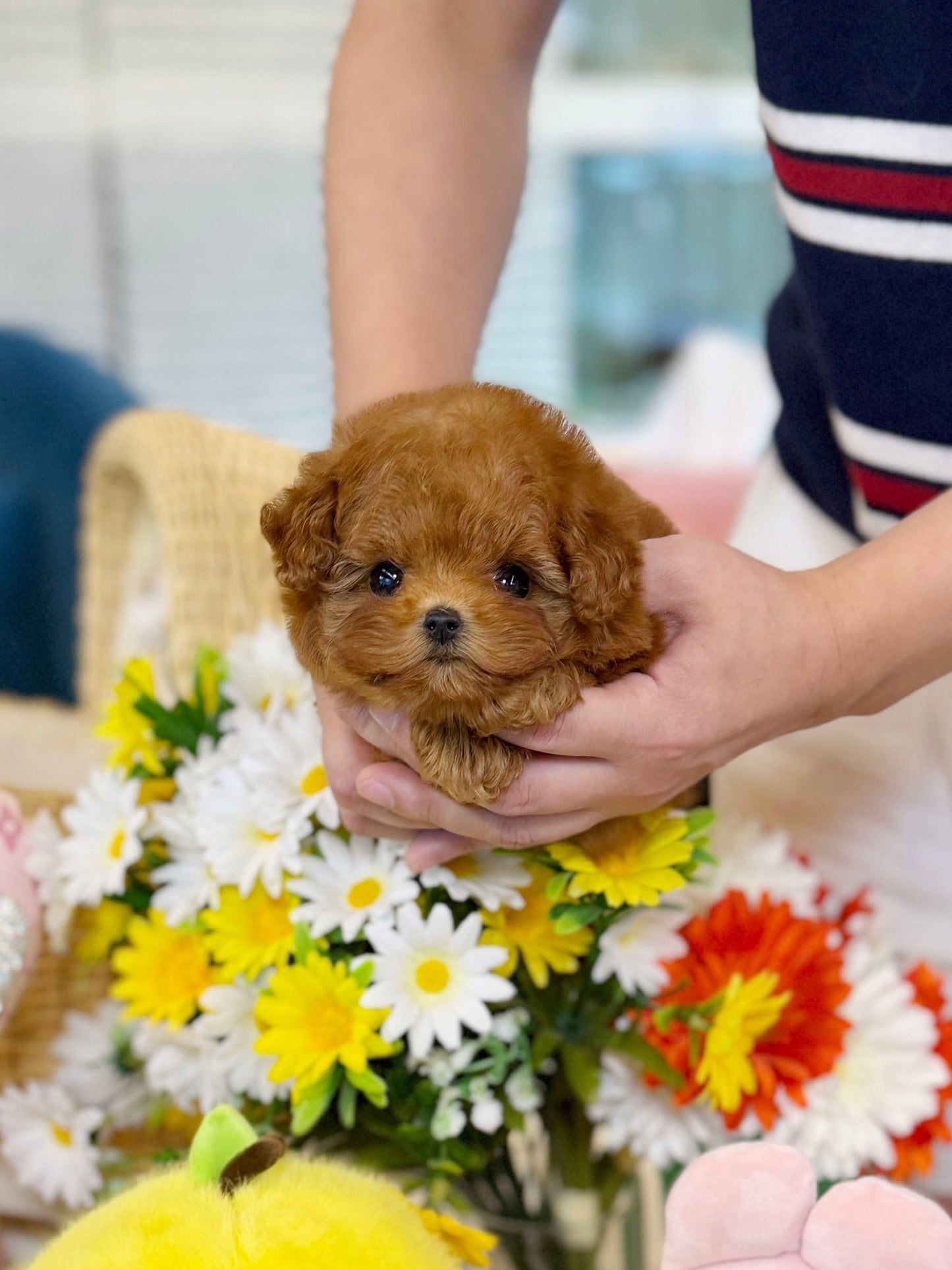 Poodle - Rudy(Female) - Beautiful teacup puppy with adorable features available for adoption from Velydog