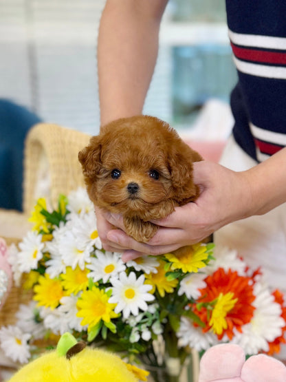 Poodle - Rudy(Female) - Beautiful teacup puppy with adorable features available for adoption from Velydog