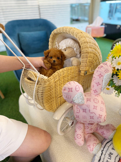 Poodle - Rudy(Female) - Beautiful teacup puppy with adorable features available for adoption from Velydog
