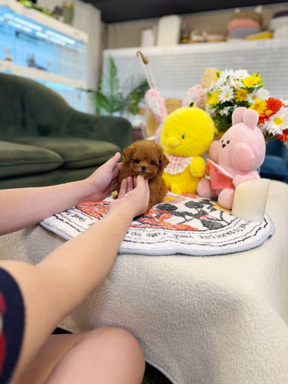 Poodle - Rudy(Female) - Beautiful teacup puppy with adorable features available for adoption from Velydog