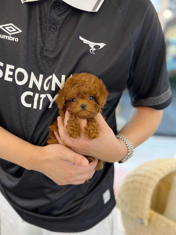 Poodle - Sadie(Female) - Beautiful puppy teacup puppy with adorable features available for adoption from Velydog