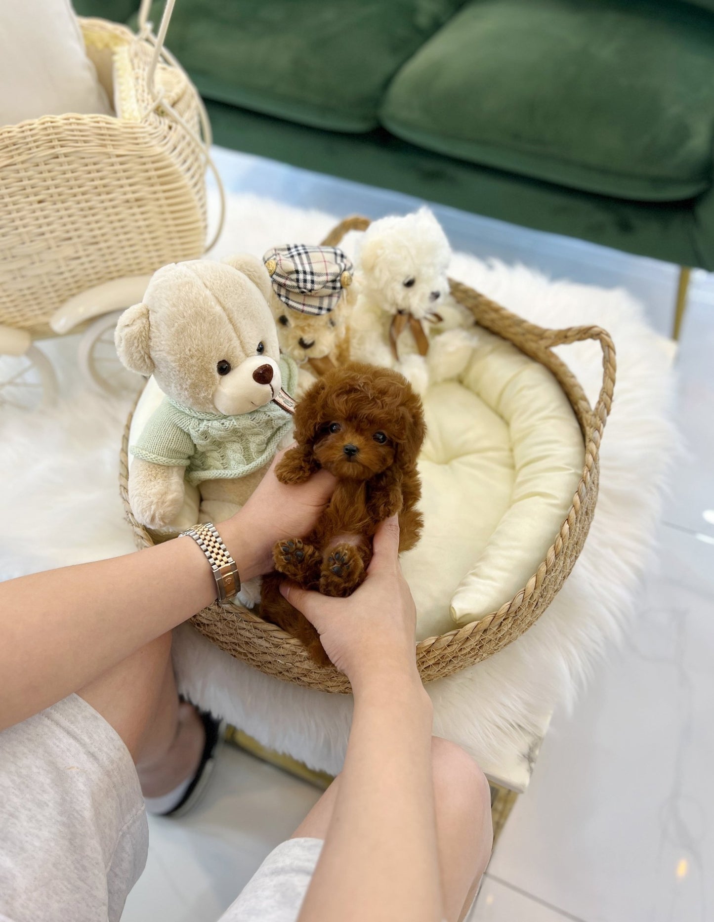 Poodle - Sadie(Female) - Beautiful puppy teacup puppy with adorable features available for adoption from Velydog