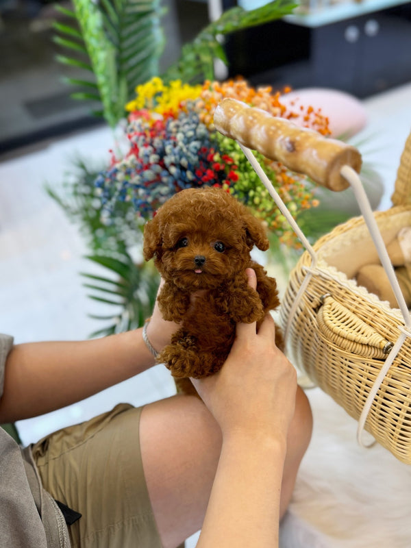 Poodle - Sam(Male) - Beautiful puppy teacup puppy with adorable features available for adoption from Velydog