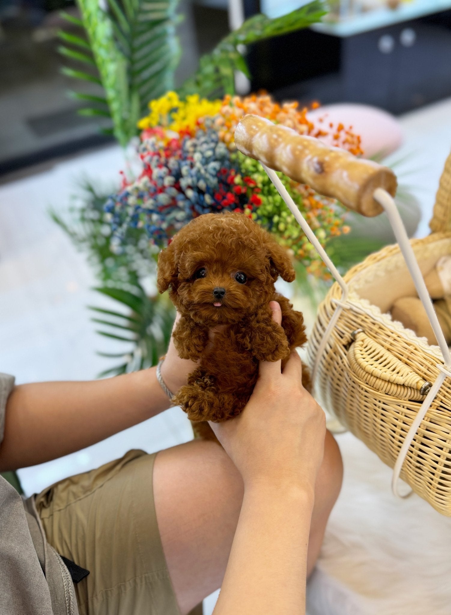 Poodle - Sam(Male) - Beautiful puppy teacup puppy with adorable features available for adoption from Velydog