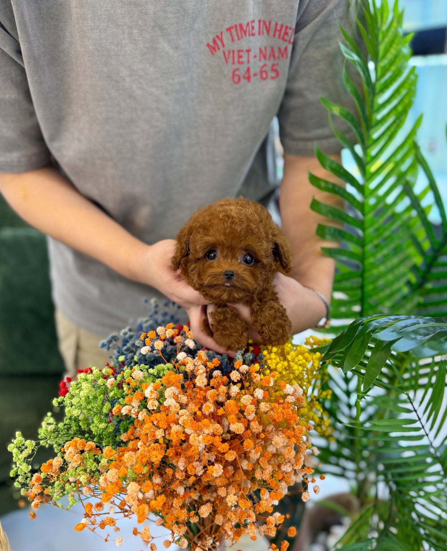 Poodle - Sam(Male) - Beautiful puppy teacup puppy with adorable features available for adoption from Velydog