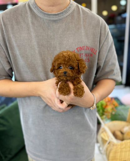 Poodle - Sam(Male) - Beautiful puppy teacup puppy with adorable features available for adoption from Velydog