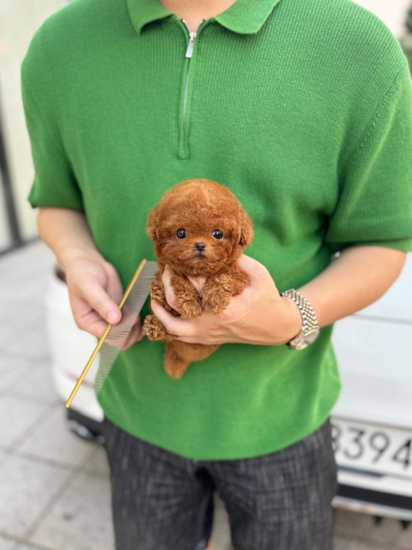 Poodle - Sana(Female) - Beautiful puppy teacup puppy with adorable features available for adoption from Velydog