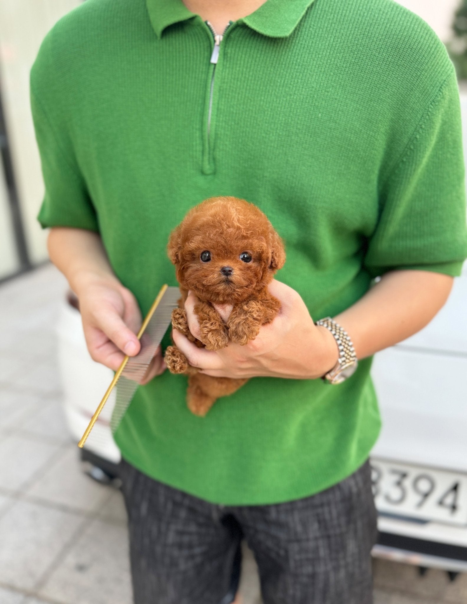 Poodle - Sana(Female) - Beautiful puppy teacup puppy with adorable features available for adoption from Velydog