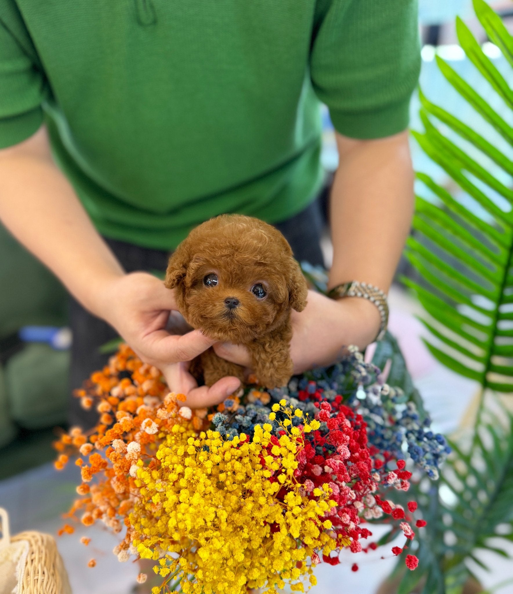 Poodle - Sana(Female) - Beautiful puppy teacup puppy with adorable features available for adoption from Velydog