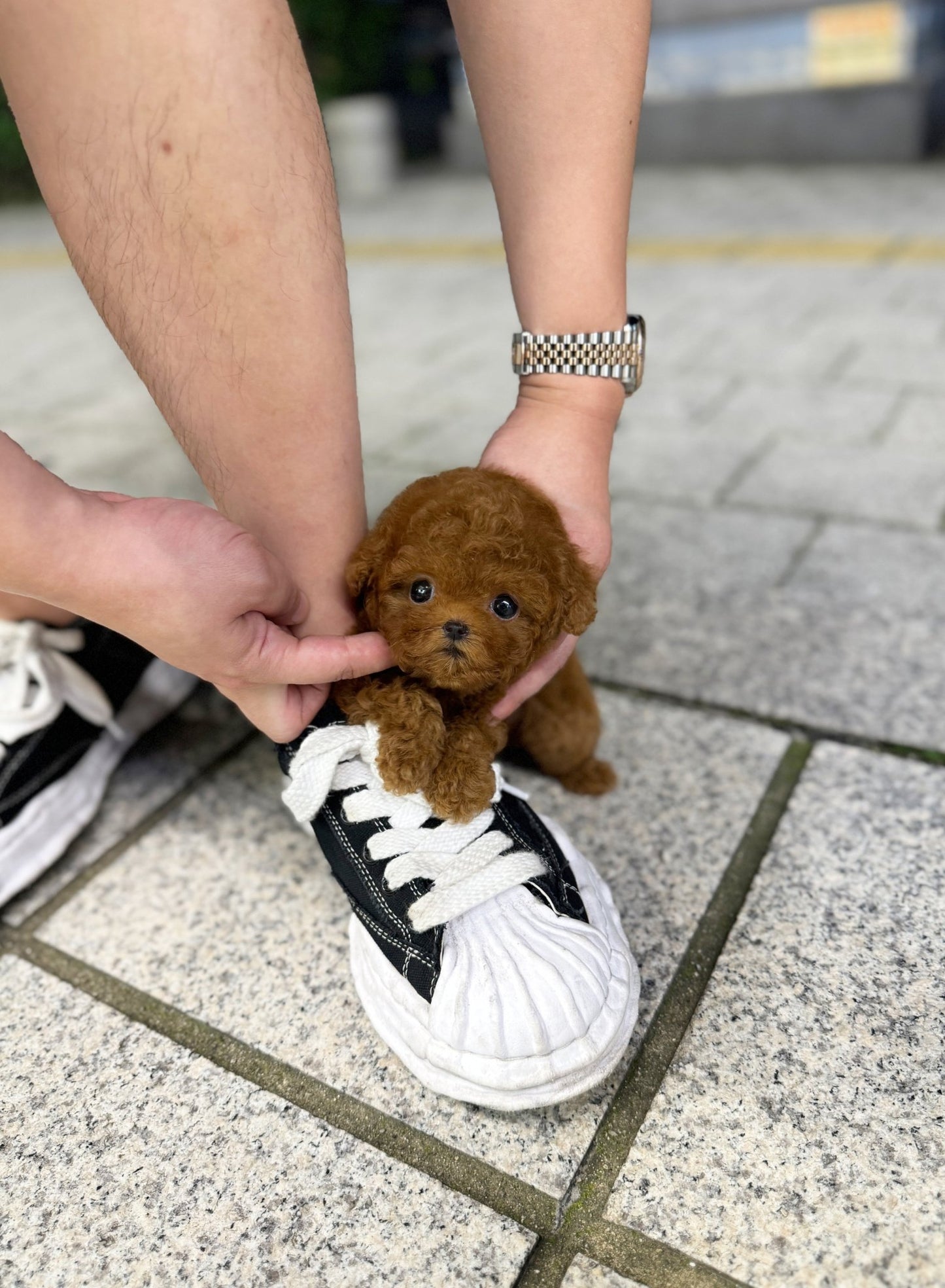 Poodle - Sana(Female) - Beautiful puppy teacup puppy with adorable features available for adoption from Velydog