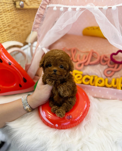 Poodle - Sana(Female) - Beautiful puppy teacup puppy with adorable features available for adoption from Velydog