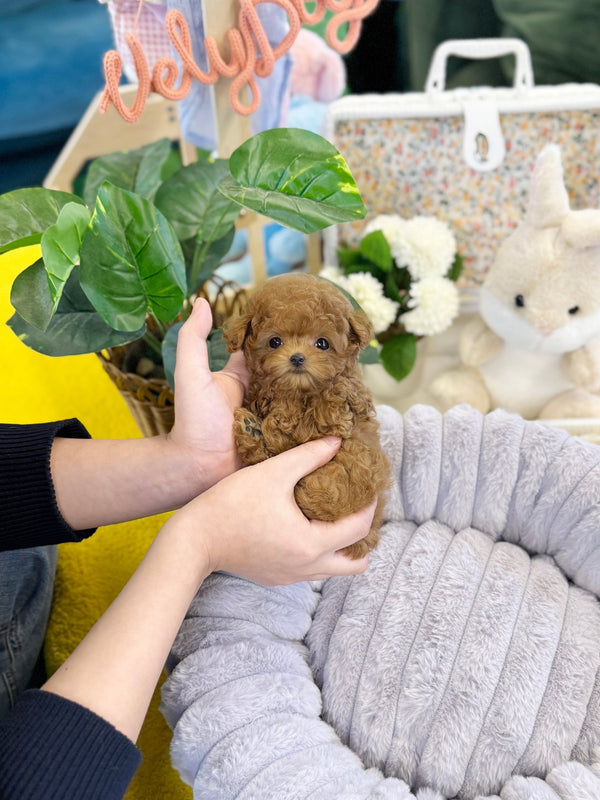 Poodle - Sancho(Female) - Beautiful puppy teacup puppy with adorable features available for adoption from Velydog