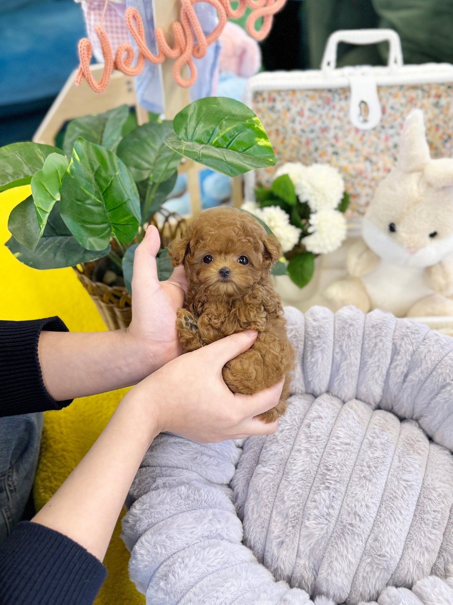 Poodle - Sancho(Female) - Beautiful puppy teacup puppy with adorable features available for adoption from Velydog